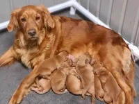 Violet, a female Golden Retriever for sale in San Luis Obispo, CA – Photo 3 of 6