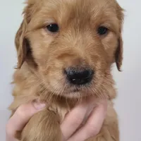 Violet, a female Golden Retriever for sale in San Luis Obispo, CA – Photo 2 of 7