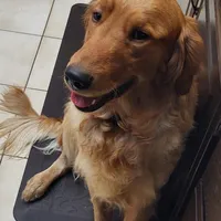 Violet, a female Golden Retriever for sale in San Luis Obispo, CA – Photo 5 of 7