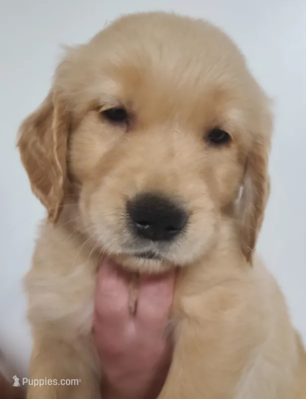 Bobby - AKC Golden Retriever  – Golden Retriever puppy for sale in San Luis Obispo, CA