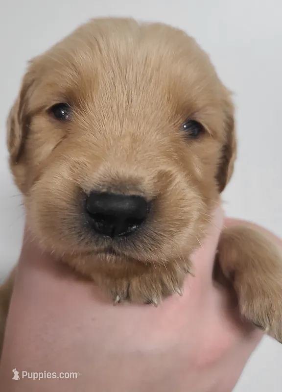 Bobby – Golden Retriever puppy for sale in San Luis Obispo, CA