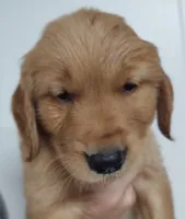 Rolan, a male Golden Retriever for sale in San Luis Obispo, CA – Photo 2 of 9