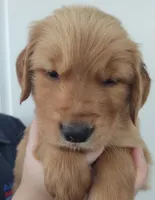 Rolan, a male Golden Retriever for sale in San Luis Obispo, CA – Photo 3 of 9