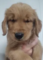 Rolan, a male Golden Retriever for sale in San Luis Obispo, CA – Photo 1 of 9