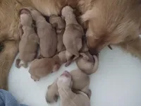 Rolan, a male Golden Retriever for sale in San Luis Obispo, CA – Photo 5 of 9