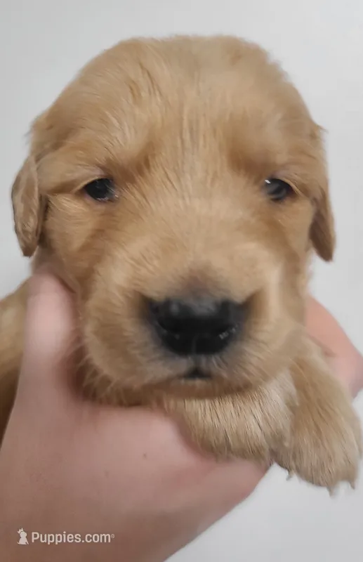 Pearl – Golden Retriever puppy for sale in San Luis Obispo, CA