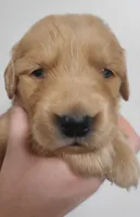 Pearl, a female Golden Retriever for sale in San Luis Obispo, CA – 1 of 8
