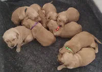 Piper, a female Golden Retriever for sale in San Luis Obispo, CA – Photo 4 of 6