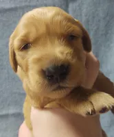Piper, a female Golden Retriever for sale in San Luis Obispo, CA – Photo 3 of 6