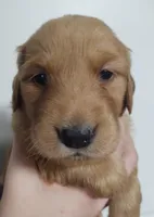 Piper, a female Golden Retriever for sale in San Luis Obispo, CA – Photo 2 of 6