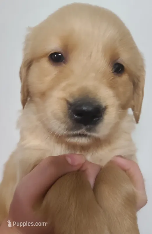 Bobby - AKC Golden Retriever  – Golden Retriever puppy for sale in San Luis Obispo, CA