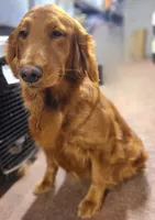 Lucky - AKC Golden Retriever , a male Golden Retriever for sale in San Luis Obispo, CA – 3 of 6