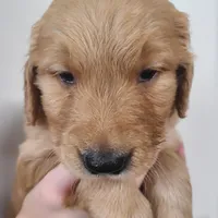 Grayson (B), a male Golden Retriever for sale in San Luis Obispo, CA – Photo 3 of 9