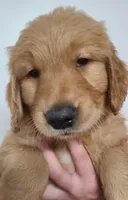 Grayson (B), a male Golden Retriever for sale in San Luis Obispo, CA – Photo 1 of 9