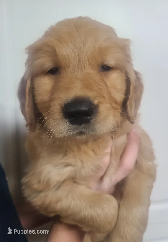Grayson (B) – Golden Retriever puppy for sale in San Luis Obispo, CA