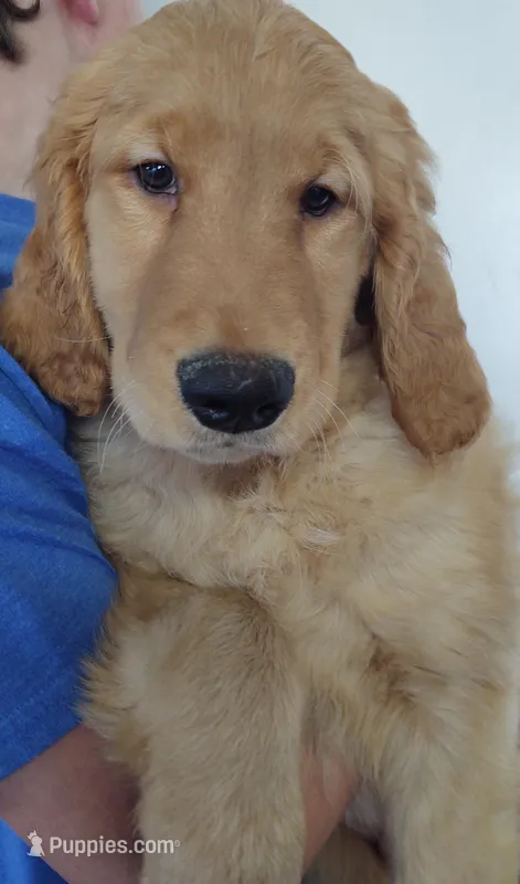 Gabe -samples, a male Golden Retriever for sale in San Luis Obispo, CA – Photo 1 of 4