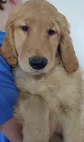 Gabe -samples, a male Golden Retriever for sale in San Luis Obispo, CA – Photo 1 of 4