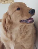 Gabe -samples, a male Golden Retriever for sale in San Luis Obispo, CA – Photo 2 of 4