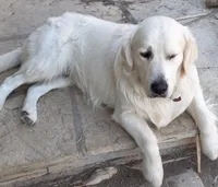 AKC English Cream pup #5, a female English Cream Golden Retriever for sale in San Luis Obispo, CA – 9 of 9