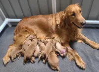 Bonnie, a female Golden Retriever for sale in San Luis Obispo, CA – Photo 3 of 8