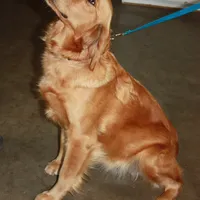 Bonnie, a female Golden Retriever for sale in San Luis Obispo, CA – Photo 5 of 8