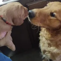 Bonnie, a female Golden Retriever for sale in San Luis Obispo, CA – Photo 7 of 8