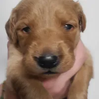 Bonnie, a female Golden Retriever for sale in San Luis Obispo, CA – Photo 1 of 8