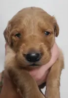 Bonnie, a female Golden Retriever for sale in San Luis Obispo, CA – Photo 1 of 8