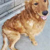 Bonnie, a female Golden Retriever for sale in San Luis Obispo, CA – Photo 6 of 8