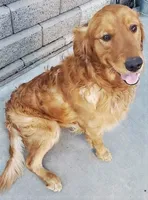 Bonnie, a female Golden Retriever for sale in San Luis Obispo, CA – Photo 6 of 8