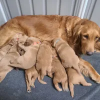 Bonnie, a female Golden Retriever for sale in San Luis Obispo, CA – Photo 2 of 8
