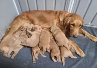 Bonnie, a female Golden Retriever for sale in San Luis Obispo, CA – Photo 2 of 8