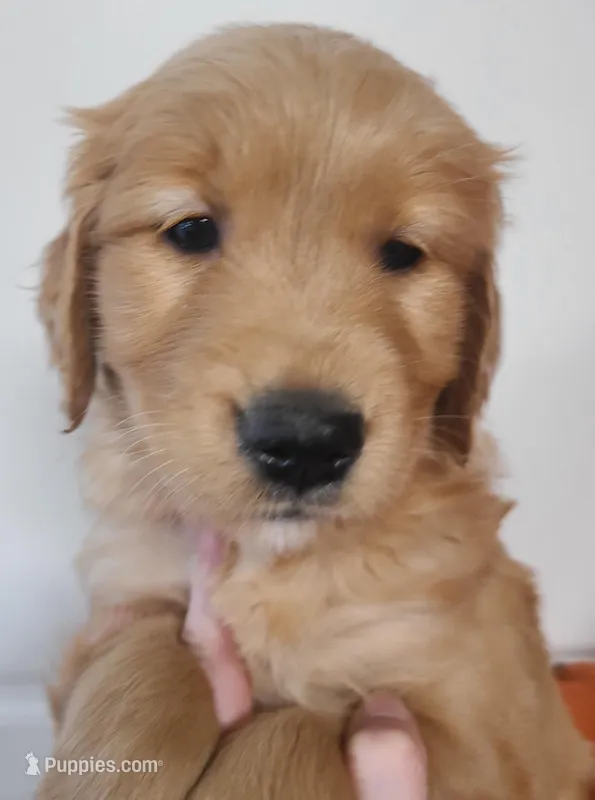 Pearl (B) – Golden Retriever puppy for sale in San Luis Obispo, CA