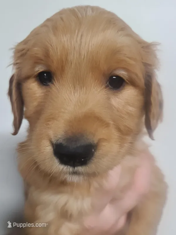 Pearl (B) – Golden Retriever puppy for sale in San Luis Obispo, CA