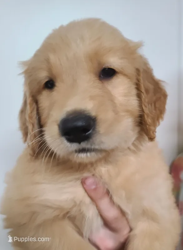 Piper (B) – Golden Retriever puppy for sale in San Luis Obispo, CA