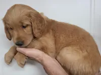 Pearl (B), a female Golden Retriever for sale in San Luis Obispo, CA – Photo 2 of 7