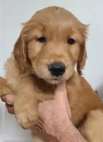 Pearl (B), a female Golden Retriever for sale in San Luis Obispo, CA – Photo 1 of 7