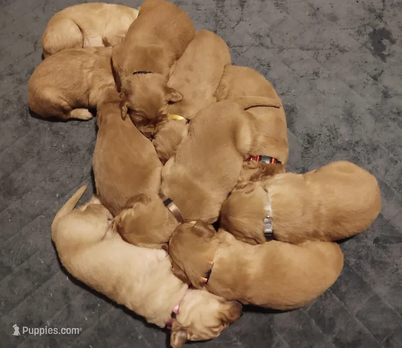 AKC American Female, a  Golden Retriever for sale in San Luis Obispo, CA – Photo 1 of 3