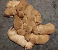 AKC American Female, a  Golden Retriever for sale in San Luis Obispo, CA – Photo 1 of 3