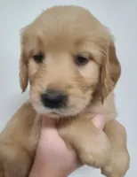 Ginger - AKC Golden Retriever , a female Golden Retriever for sale in San Luis Obispo, CA – 1 of 8