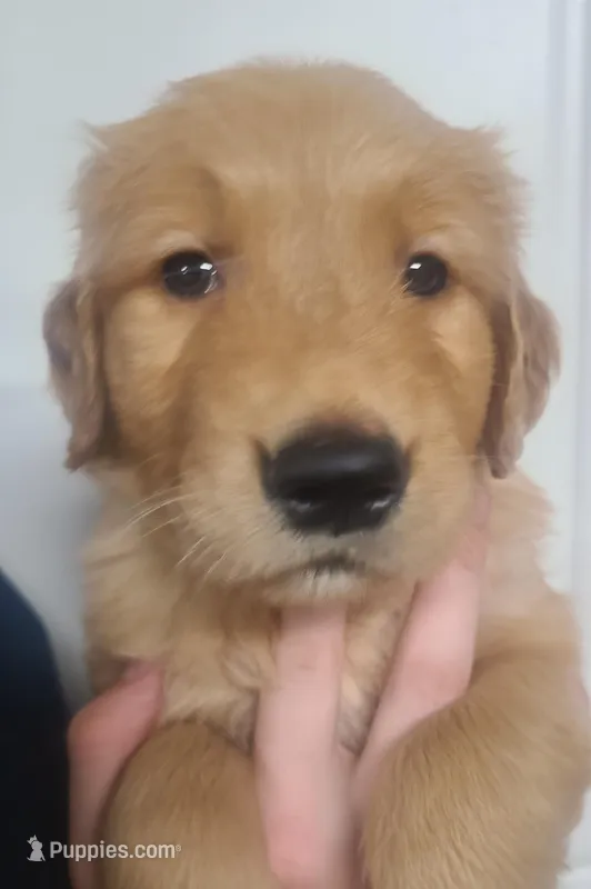 Gabe (B) – Golden Retriever puppy for sale in San Luis Obispo, CA