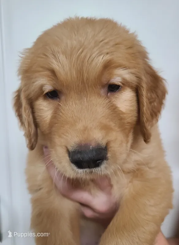 Gabe (B) – Golden Retriever puppy for sale in San Luis Obispo, CA