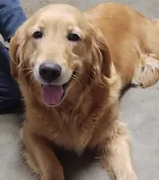Gabe (B), a male Golden Retriever for sale in San Luis Obispo, CA – Photo 4 of 8