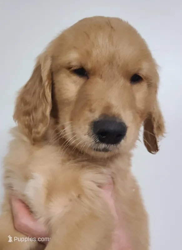 Gabe (B) – Golden Retriever puppy for sale in San Luis Obispo, CA