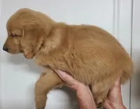 Gabe (B), a male Golden Retriever for sale in San Luis Obispo, CA – Photo 3 of 8