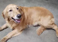 Princess, a female Golden Retriever for sale in San Luis Obispo, CA – 5 of 8