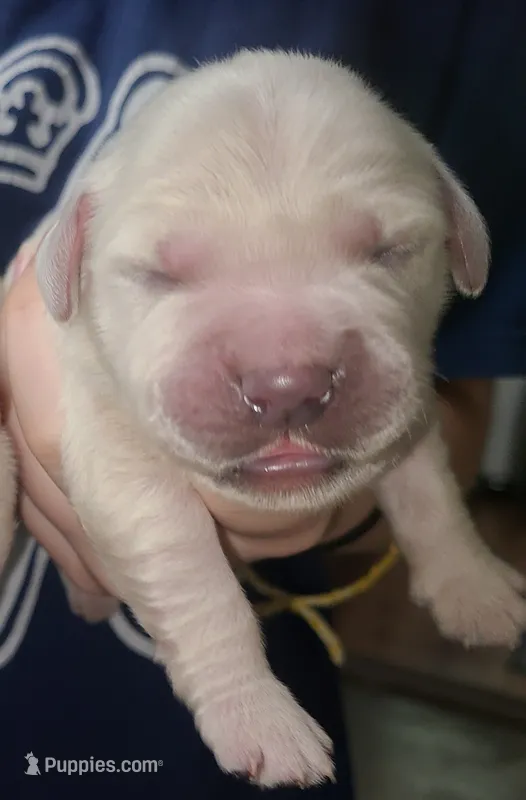 AKC English Cream pup #4, a female English Cream Golden Retriever for sale in San Luis Obispo, CA – 1 of 8