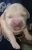 AKC English Cream pup #4, a female English Cream Golden Retriever for sale in San Luis Obispo, CA – 1 of 8