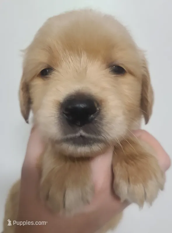 Tanner - AKC Golden Retriever  – Golden Retriever puppy for sale in San Luis Obispo, CA