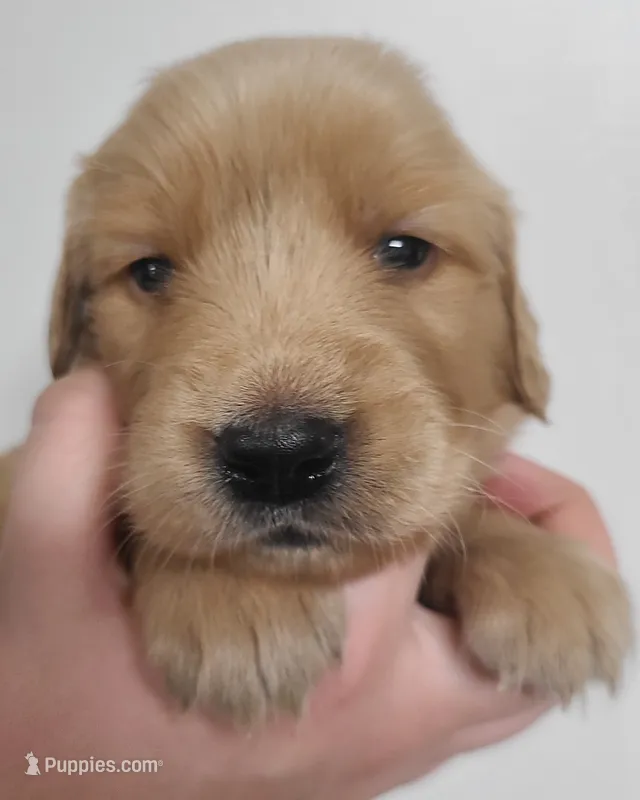 Piper - AKC Golden Retriever  – Golden Retriever puppy for sale in San Luis Obispo, CA
